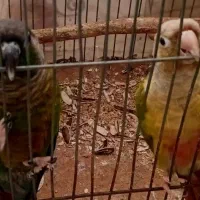 جفت نرماده طوطی گرینچیک