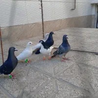 قیمت ۱۵۰۰۰۰۰۰