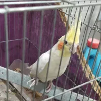 طوطی