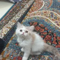 گربه پرشین خوشکل چش ابی