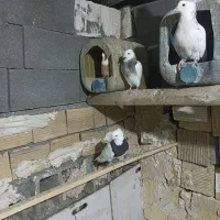 ۱۳ عدد کبوتر طوقی پاک|پرنده|کرمانشاه, |دیوار