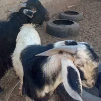 تروشت‌فروشی۱۷میلیون