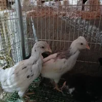 جوجه گلین تک تاج یکماهه واکسینه ۱۵ روزه چهل تاج|حیوانات مزرعه|خمینی‌شهر, |دیوار