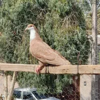 زرد ریش ماده
