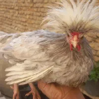 لهستانی|حیوانات مزرعه|اصفهان, زوان|دیوار