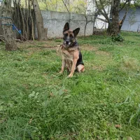 ژرمن گرگی|سگ|عباسآباد, |دیوار