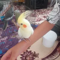 جوجه عروس هلندی