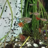 10 عدد ماهی گوپی|ماهی|سنندج, |دیوار