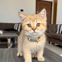 بچه گربه‌های بریتیش اصیل