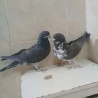 ی ماده سیاه اصفانی د دوتا جوجه سوسکی|پرنده|خمینیشهر, |دیوار