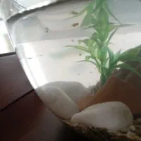 ماهی|ماهی|اصفهان, بهارستان|دیوار