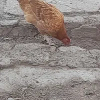 مرغ جوجه|حیوانات مزرعه|ماهیدشت, |دیوار