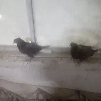 کفتر جوجه 5 تا