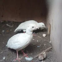 بلدرچین پاکستانی سفید