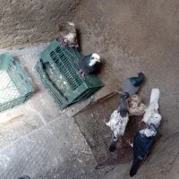 کفتر