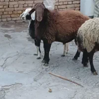 فروس قوچ