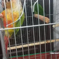 طوطی/گرینچیک / جفت