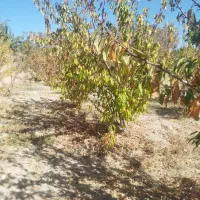 باغ نقلی میوه|فروش زمین و ملک کلنگی|شاهین‌شهر, پاسداران|دیوار