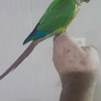 طوطی گرین چیک سخنگو|پرنده|الیگودرز, |دیوار