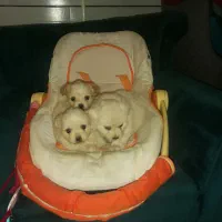 توله نژاد دار اشپیتز|سگ|جیرفت, |دیوار