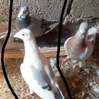 کفتر