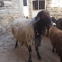 قوچ جوان و سالم