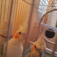 عروس هلندی تخم گذار