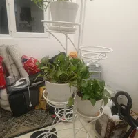 جا گلدان|گل و گیاه طبیعی|تهران, دستغیب|دیوار