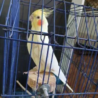 عروس هلندی
