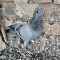 ۳تا کفتر زاجر فروشی|پرنده|اشکذر, |دیوار