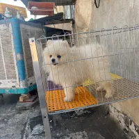 سگ پامرانین خرسی|سگ|ری, تقی آباد|دیوار