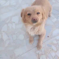 واگذاری سگ اشپیتز مینیاتوری