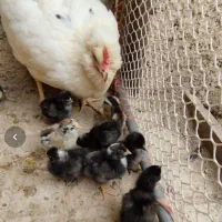 تخممرغ نطفهدار مرندی و پلیموت راک|حیوانات مزرعه|تهران, افسریه شمالی|دیوار