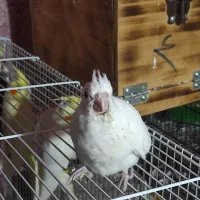 عروس هلندی|پرنده|بندرعباس, |دیوار