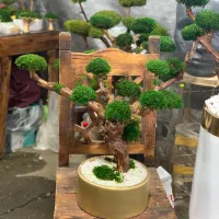 درخت جاودان،بنسای،درختچه|گل و گیاه طبیعی|تهران, اکباتان|دیوار