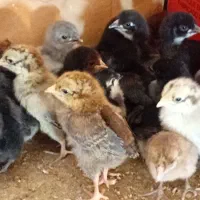 فروش ۵۰ عدد جوجه عربی|حیوانات مزرعه|رامشیر, |دیوار