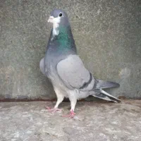 دمگیر|پرنده|خمینیشهر, |دیوار