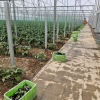 کشاورز بادمجان لامپی در گلخانه