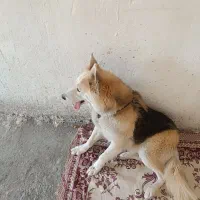 سگ ژرمن|سگ|قزوین, |دیوار