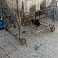 قفس مرغ فروشی
