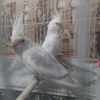 عروس هلندی آلبینو و صورت سفید وایت فیس.