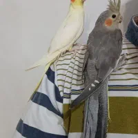 عروس هلندی|پرنده|مشگین شهر, |دیوار