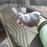 کبوتر گرفتنی|پرنده|نقده, |دیوار