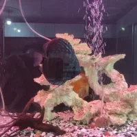 آکواریوم خاص و لاکچری با ماهی های دیسکس|ماهی|چهاردانگه (تهران), |دیوار