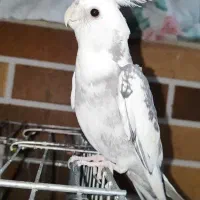 عروس هلندی لوتینو|پرنده|اردکان, |دیوار