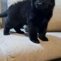 توله ژرمن بلک|سگ|بافق, |دیوار