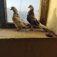 سرور شازده هما|پرنده|ارومیه, |دیوار