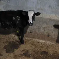 شش تا گوساله نر سیمتال|حیوانات مزرعه|لاجان, |دیوار