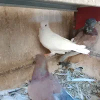 کبوتر ساتن کفتر سینه فر نوک کوچیک|پرنده|مشهد, عبادی|دیوار