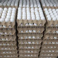 پخش تخم مرغ ساری|خوردنی و آشامیدنی|ساری, |دیوار